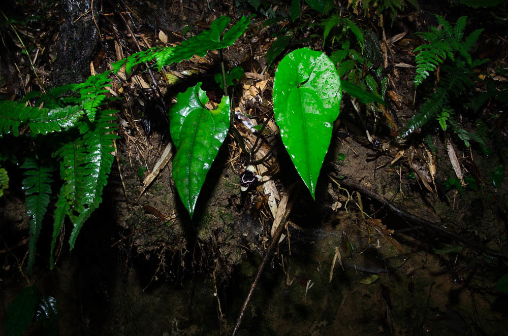 Asarum glabrum